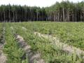  Компенсационное лесовосстановление  в городе Москва — объявление на бирже ЛеснойРесурс.РФ